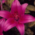 Cote d'Azur Asiatic