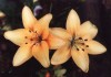 Menton Asiatic