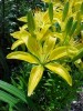 Connecticut King Asiatic
