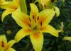 Dreamland Asiatic