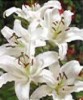 White Stargazer Oriental