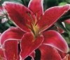 Stargazer Oriental