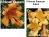 Chinese Trumpet Lilies