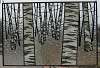 Birch Forest
