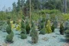 Trees and Shrubs for every space
