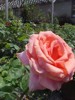 Roses and Summer Shrubs