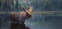 Algonquin Bull Moose