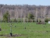 Maple Orchard est. 1989, first tapped for maple syrup production in March 2011