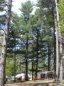 Enjoy our old-growth white pines