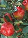 The Sensational HoneyCrisp !