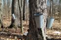 The Old Method of Sap Collection