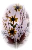 Black-eyed Susans, Maple