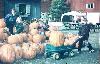 Piles of Pumpkins at Halloween