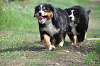 BERNESE PUPPY