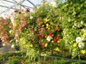 Mixed Hanging Baskets