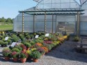 Fall Garden Mums