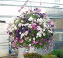 Hanging Baskets