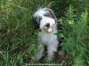 A Puppy's Delight!