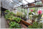 Indoor plant selection, including orchids