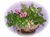 Mixed Planter Basket