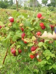 Fresh Huron County Raspberries!