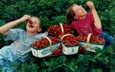 Pick Your Own Berries