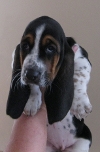 Basset Hound Puppies expect Mid May