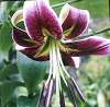 one of the many unique lilies available -black beauty