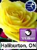 Flowers delivered in the Haliburton area