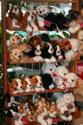 Puppies for Gift-Giving
