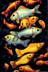 Fish, oils, David Spengler