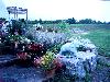 Quality Bedding Plants