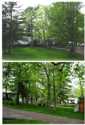 Our beautiful Hickory grove