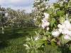 Blossoms