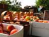 Home Grown Tree-ripened peaches