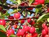 Sweet Cherries