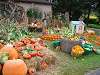 Wide assortment of pumpkins, gourds  for all your fall decorating.