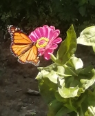 Monarch on the Zinnia; pollinators are key!
