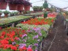 Geraniums in May
