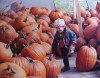 Thousands of pumpkins