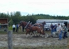 Horse Draw Saturday at 2:30pm