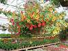 Calibracoa hanging basket