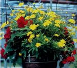 Mixed hanging baskets