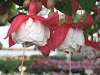 Fuchsia Swingtime hanging basket