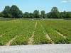Strawberries/ windmill irrigation pond