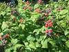 Black Raspberries