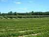 Raspberries / Strawberries