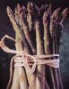 Fresh Local Asparagus in season