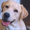 Yellow Labrador