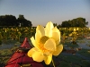 Yellow Lotus Garden, Shrewsbury Ontario